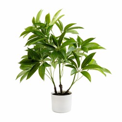 30927775 Artificial Umbrella Plant in White Plant Pot £45