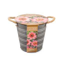 Dahlia zinc planter bucket