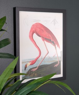 Great Blue Heron And Flamingo Framed Prints Set Of 2 £40