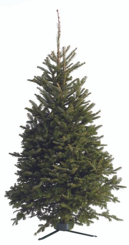 Fresh cut Fraser Fir slim Christmas tree (6-7ft)