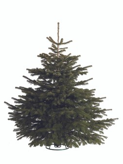 Fresh Cut Nordmann Fir Premium Grade Christmas Tree (5-6ft)