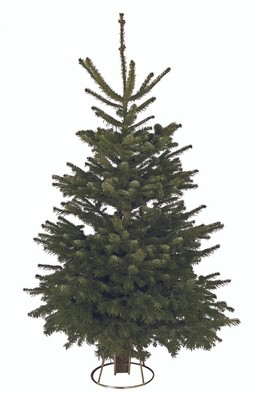 Nordmann Fir slim cut tree (6-7ft)