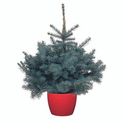 Pot Grown Blue Spruce Christmas Tree (1-2ft)