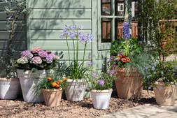 Summer pots