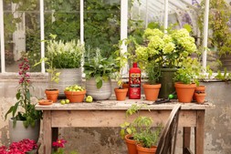 GYO tomatoes from Dobbies