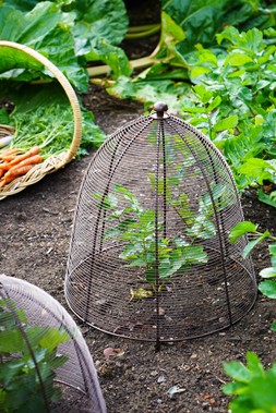 OUTDOOR WIRED PLANT PROTECTOR BRONZE H55CM W47CM &pound;49.99