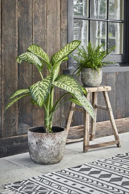 Albero Planter H26cm D28cm &pound;39.99, Albero Planter H14cm D16cm &pound;14.99