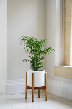Anzio Stone White Planter With Wooden Stand 24cm Aswp24 &pound;54.99