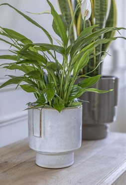 Aries Glazed Handles Planter White H15cm D14cm &pound;19.99
