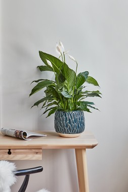 Arles Leaf Embossed Teal Planter H17cm W18cm &pound;24.99