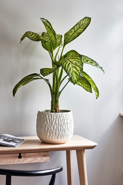 Arles Leaf Embossed White Planter H17cm W18cm &pound;24.99