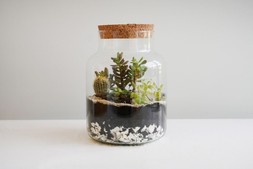Bottle Shape Medium Terrarium Diy Kit H22.5cm W14cm &pound;29.99