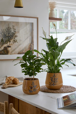 CARMEN AMBER LEAF PLANTER H17CM D18CM £19.99 & CARMEN AMBER LEAF PLANTER H20CM D20CM £29.99