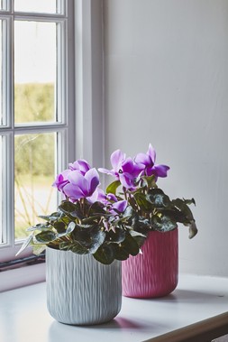 CYCLAMEN PLANTER 15CM IN GREY, WHITE AND PINK