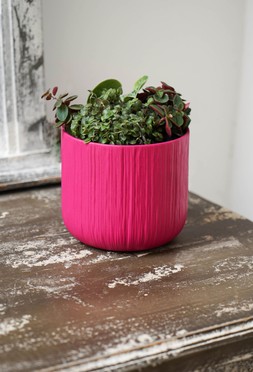 Cyclamen Planter Pink 15cm &pound;3.99
