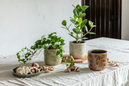 EMBOSSED MUSHROOM PLANTER H13CM D13.5CM IN SEPIA, MOSS AND IVORY £9.99