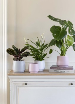 Layla Rose Planter H13.5cm D14.5cm &pound;7.99
