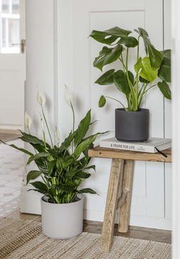 Leon Cement Planter 32cm &pound;44.99