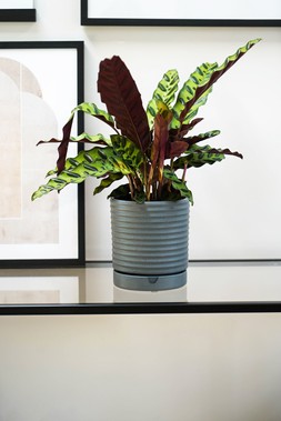 Luna Stoneware Planter & Saucer Grey H15cm D14cm &pound;15.99