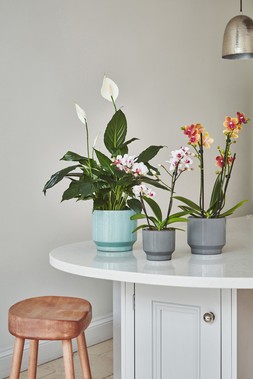 Mia Aqua Planter H15.5 D17cm &pound;17.99, Mia Pebble Planter H14cm D14cm &pound;12.99, Mia Pebble Planter H11cm D11cm &pound;7.99