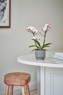 Mia Pebble Planter H14cm D14cm &pound;12.99