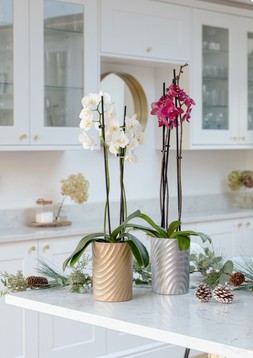 ORCHID CYLINDER SILVER PLANTER H18CM D13CM £9.99, ORCHID CYLINDER GOLD PLANTER H18CM D13CM £9.99