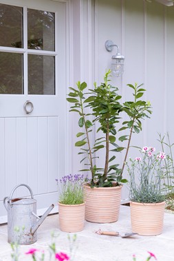 OUTDOOR HILLCREST RIPPLE TERRACOTTA PLANTER SET OF 3