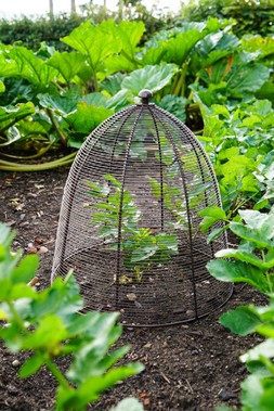 OUTDOOR WIRED PLANT PROTECTOR BRONZE &pound;54.99