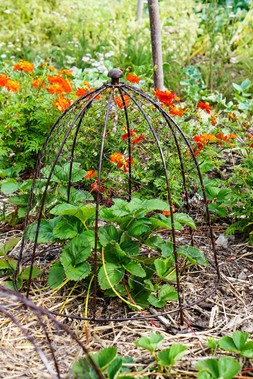 OUTDOOR WIRE NETTED PLANT PROTECTOR BRONZE H55CM W47CM