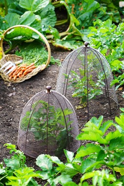 OUTDOOR WIRED PLANT PROTECTOR BRONZE H55CM W47CM