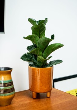 Pisa Mustard Planter H19cm D16cm &pound;29.99 5