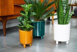 Pisa Mustard Planter H19cm D16cm &pound;29.99 7