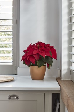Poinsettia Planter Brushed Gold H17cm D20cm &pound;15.99