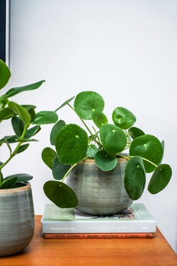 POT COMO MINT H14CM D15CM &pound;12.99