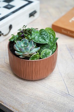 Premium Planting Bowl Copper H10cm D20cm &pound;8.99