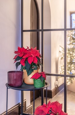 POINSETTIA RIPPLE PLANTER, Red, Green and Gold £4.99-£12.99
