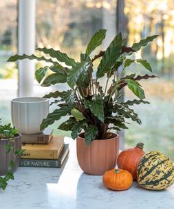Pumpkin Planter Matte Bronze:Matte Orange:Matte White: &pound;5.99