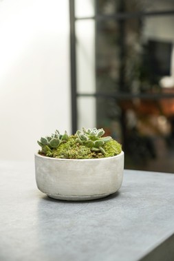 Tivoli Bowl Cement H8cm D16cm &pound;9.99 2