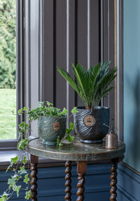 https://az.prshots.de/contents/archives/3698/1568/images/thumb350x287_auto/ivyline-kew-leaf-embosed-moss-cork-planter-h18cm-d18cm-29.99-kew_3f9f9_thumb.jpg