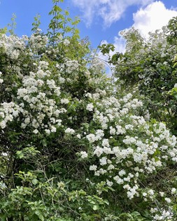 The Wedding Day Rambling Rose Box