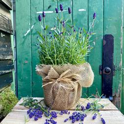 The Lavender Lover’s Crate