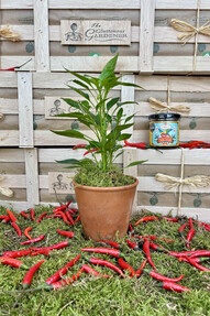https://az.prshots.de/contents/archives/4061/1655/images/thumb350x287_auto/the-gluttonous-gardener_fathers-day-chilli-box_thumb.jpg