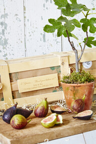 https://az.prshots.de/contents/archives/4061/1655/images/thumb350x287_auto/the_gluttonous_gardener_5th-wedding-anniversary-personalised-fig_8d2e2_thumb.jpg