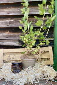 https://az.prshots.de/contents/archives/4061/1655/images/thumb350x287_auto/the_gluttonous_gardener_the-gooseberry-gift-crate_thumb.jpg