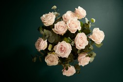 M&S Dozen Pretty Pastel Pink Roses £50